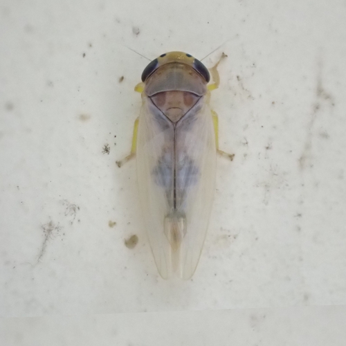 Neocrassana undata