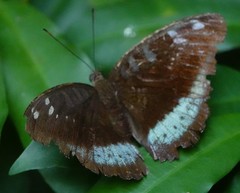 Tanaecia whiteheadi