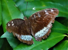 Tanaecia whiteheadi