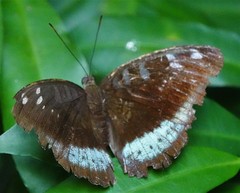 Tanaecia whiteheadi