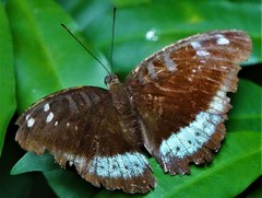 Tanaecia whiteheadi