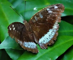 Tanaecia whiteheadi