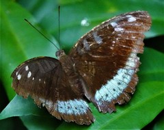 Tanaecia whiteheadi