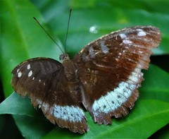 Tanaecia whiteheadi