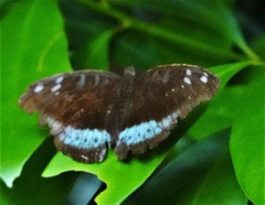 Tanaecia whiteheadi