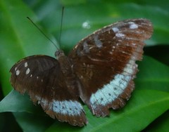 Tanaecia whiteheadi