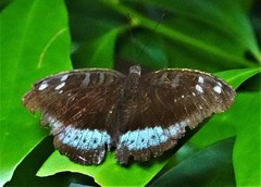 Tanaecia whiteheadi