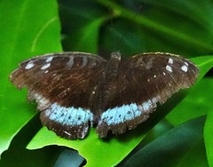 Tanaecia whiteheadi