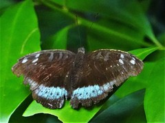 Tanaecia whiteheadi