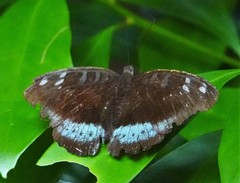 Tanaecia whiteheadi