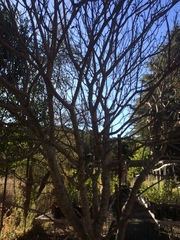 Aesculus californica