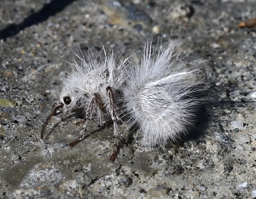 Thistledown Velvet Ant
