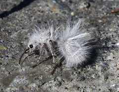 Thistledown Velvet Ant