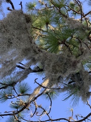 Tillandsia usneoides