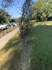 Tillandsia usneoides
