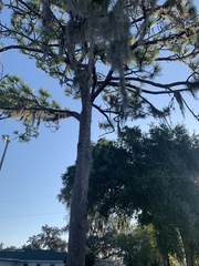 Tillandsia usneoides