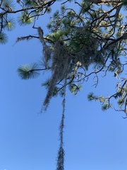 Tillandsia usneoides