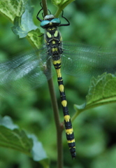 Cordulegaster insignis