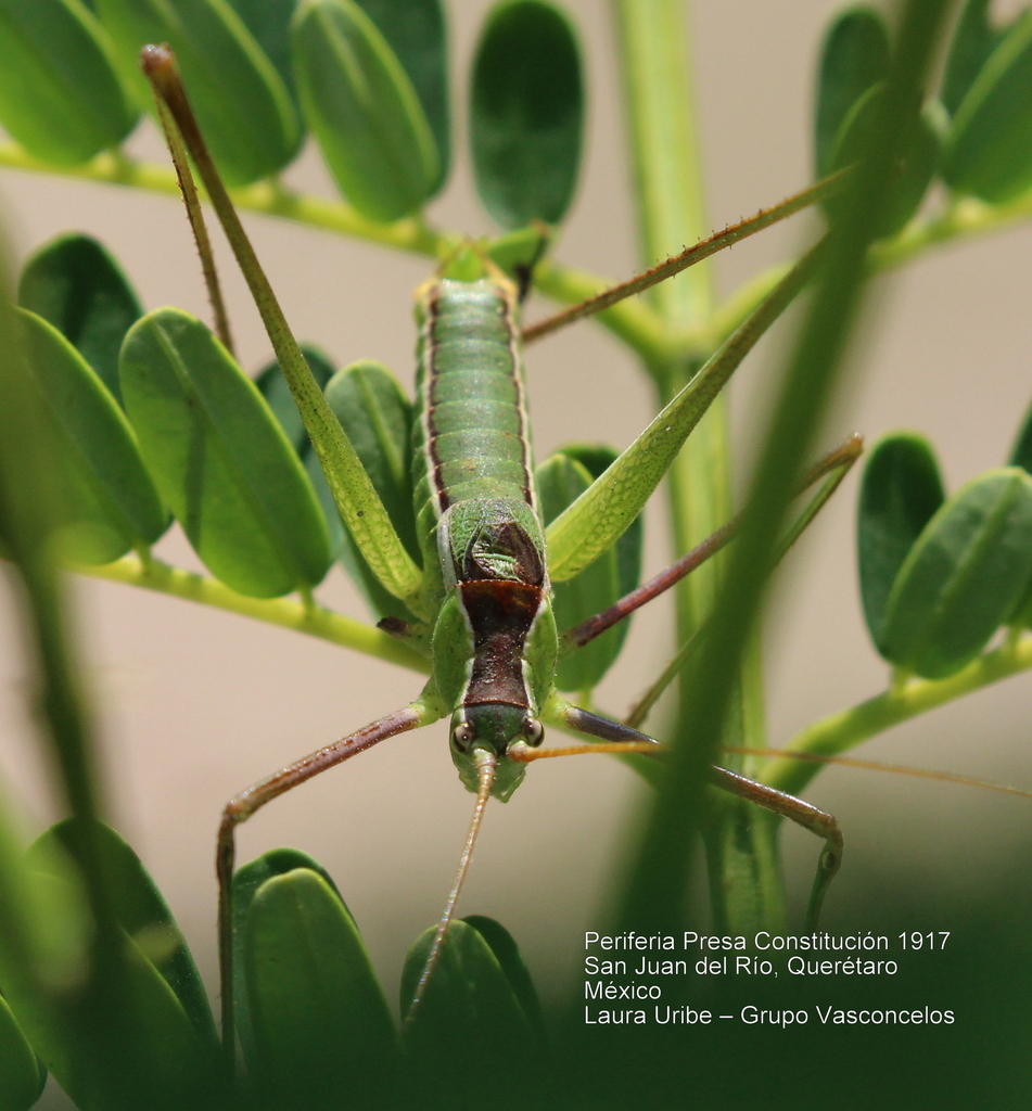 Common Short-wing Katydid
