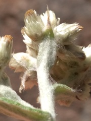 Pseudognaphalium macounii