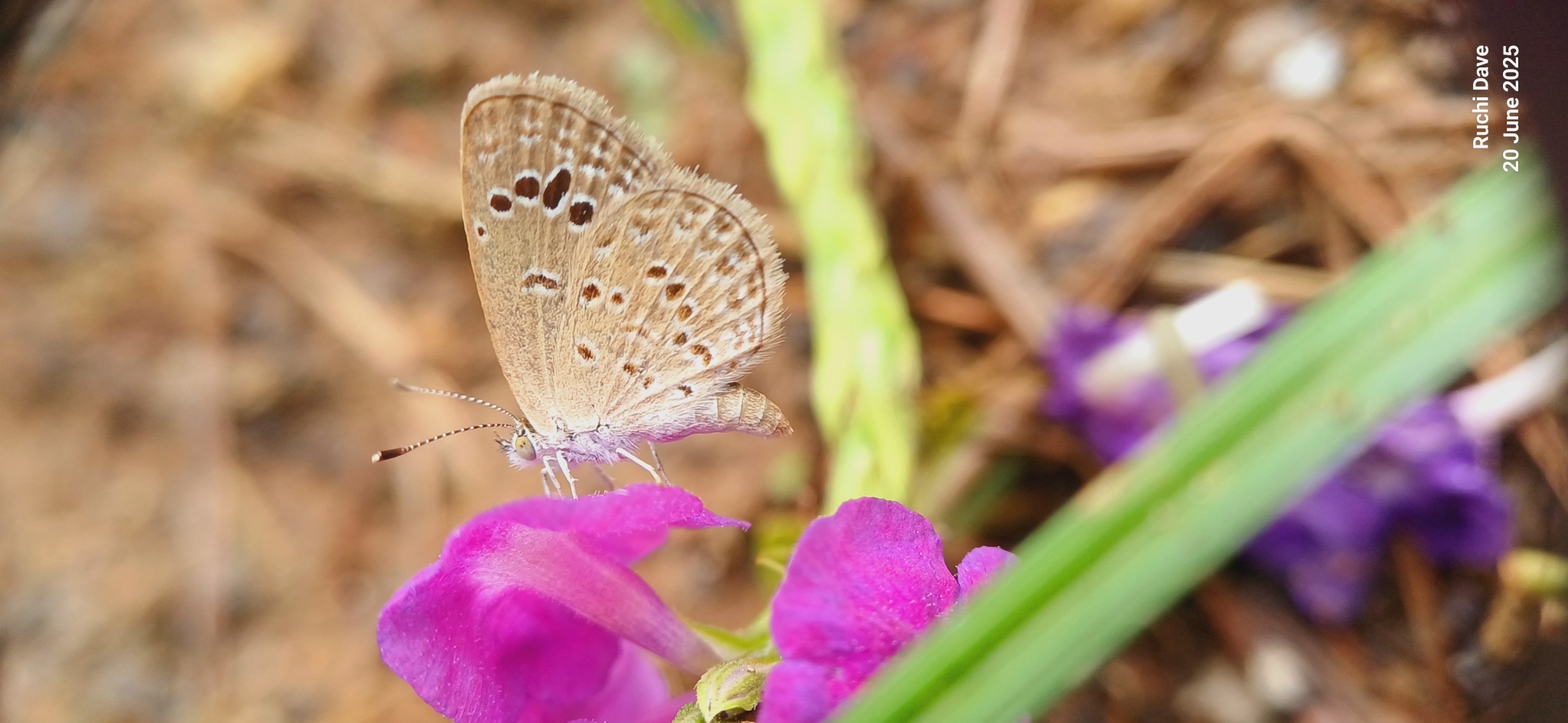 Lesser Grass Blue