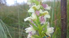 Brachycorythis conica transvaalensis