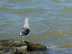 Larus dominicanus