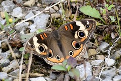 Junonia coenia coenia