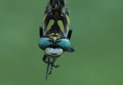 Cordulegaster insignis