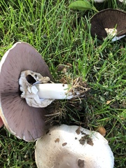 Xanthodermatei