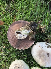 Xanthodermatei