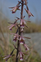 Eulophia dentata