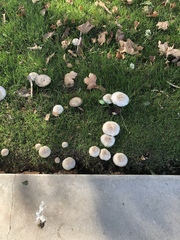 Xanthodermatei