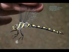 Cordulegaster princeps