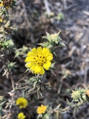 Centromadia parryi australis