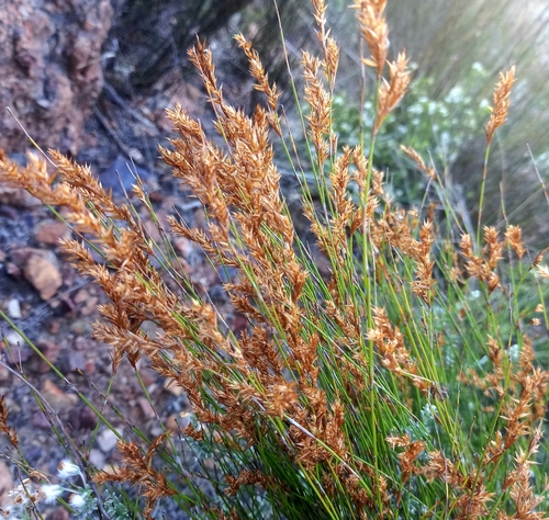 Restio andreaeanus (Restio andreaeanus)