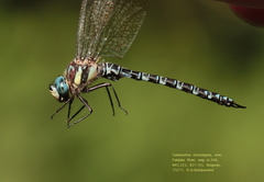 Caliaeschna microstigma