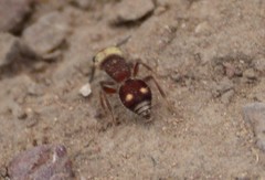 Pseudomethoca quadrinotata