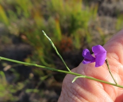 Amphithalea biovulata
