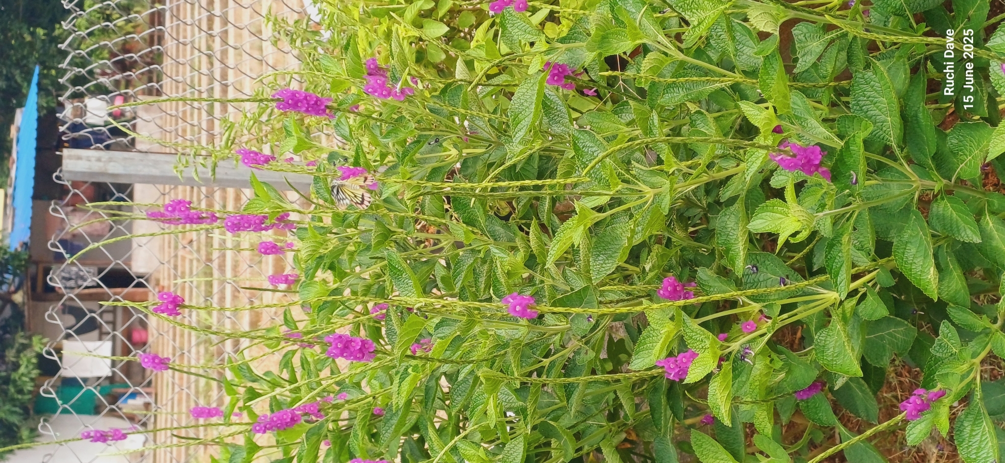 Indian Jezebel