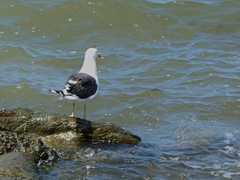 Larus dominicanus