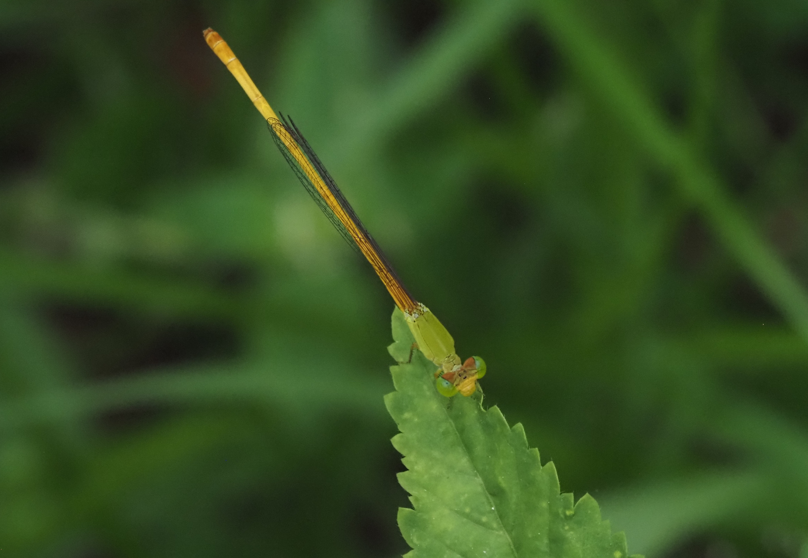 Coromandel Marsh Dart
