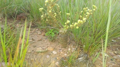 Psammotropha myriantha