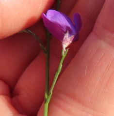 Amphithalea biovulata