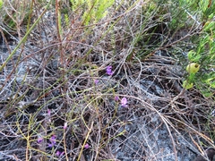 Amphithalea biovulata