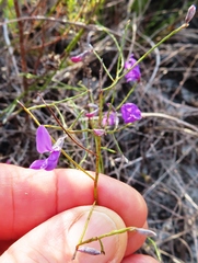 Amphithalea biovulata