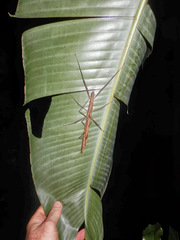 Graeffea crouanii
