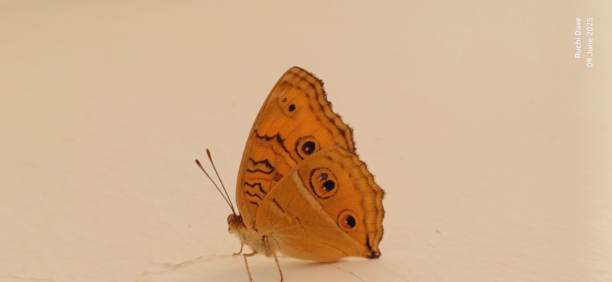 Peacock Pansy