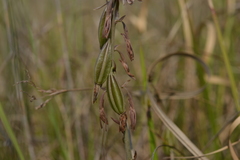 Eulophia dentata