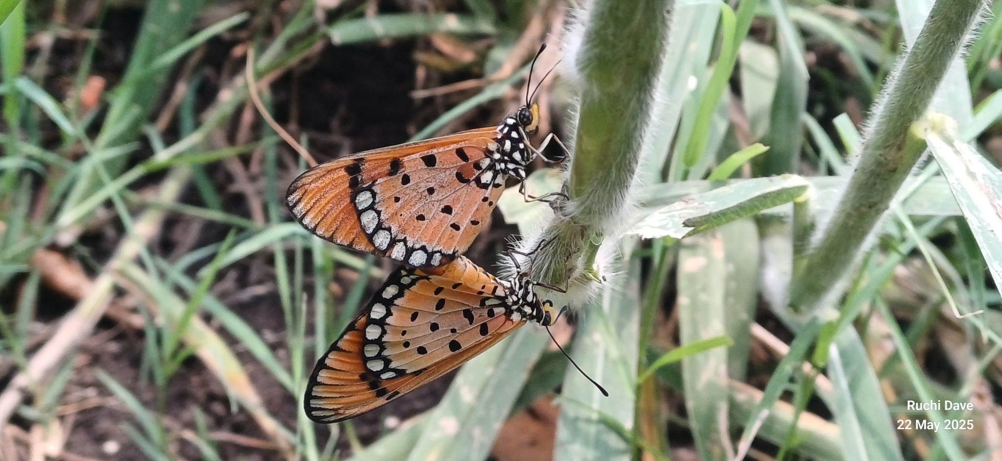 Tawny Coster